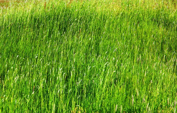 Icelandic meadow tall grass in summer — Zdjęcie stockowe