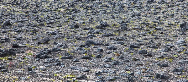 火山的沙漠荒地植物区系 — 图库照片