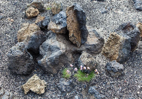 火山的沙漠荒地植物区系 — 图库照片
