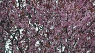 Rüzgarda sallayarak çiçeği Pembe ağaç bahar