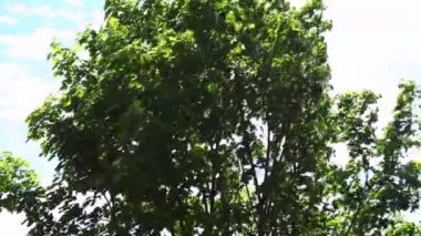 Güneşli bir günde rüzgarda sallayarak ağaç üst