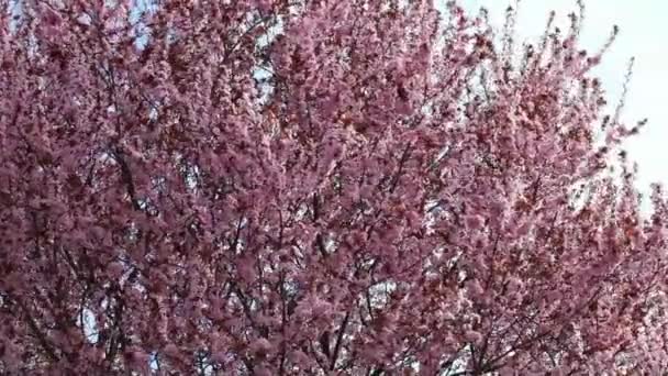 Primavera flor rosa árbol ondeando en el viento — Vídeo de stock