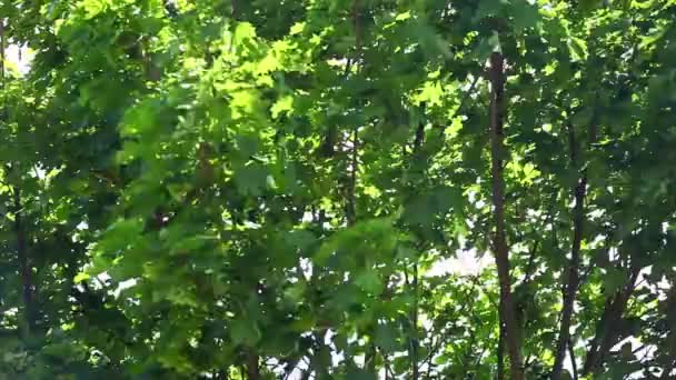 Árbol superior ondeando en el viento en un día soleado — Vídeos de Stock