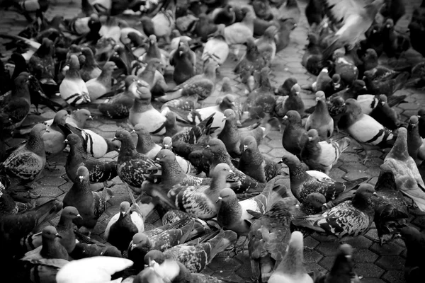 Urban pigeons in monochrome shallow depth of field — Stock Photo, Image