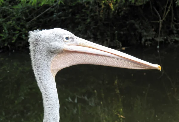 Pelican head view side — стоковое фото