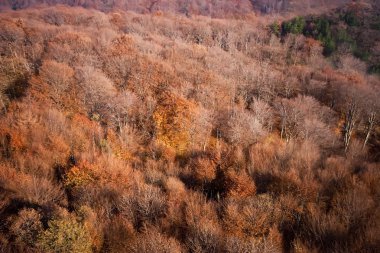 Sonbahar ormanının havadan görünüşü