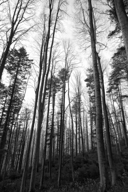 Orman sahne tek renkli