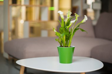 Calla küçük masada oturma odası Süsle