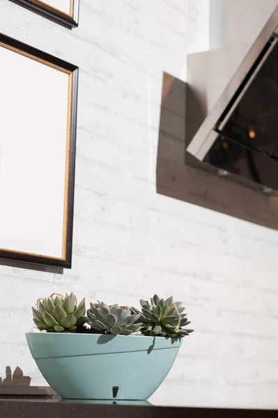 Suculent flower in vase on table in the kitchen — Stock Photo, Image