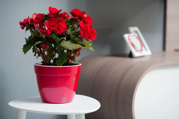 Begonia op kleine tafel siert woonkamer — Stockfoto