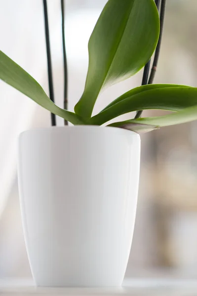 Beautiful orchid in white vase on windowsill decorates clean room — Stock Photo, Image