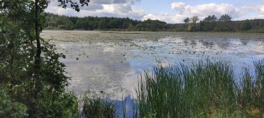 Su zambakları gölette