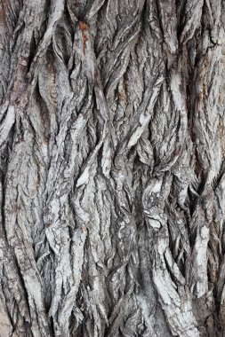 Ağaç kabuğu doku. Wootree kabuk dokusu buruşuk. Buruşuk ahşap