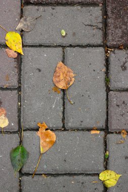 Park kaldırım yapraklarda