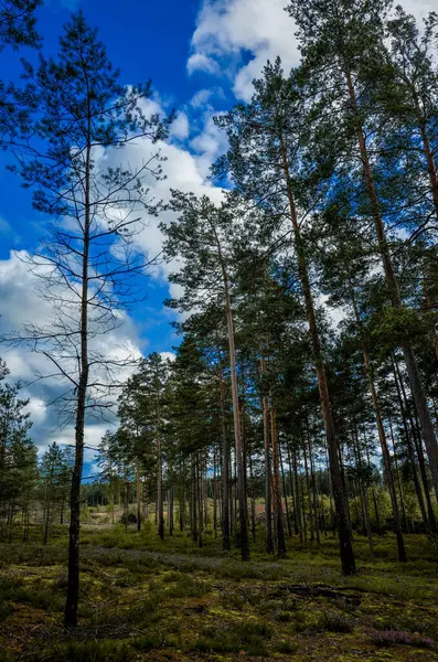Ormanda sonbahar mavi gökyüzü arka planında