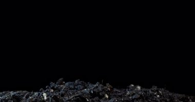 Zaman aşımı büyüyen bitki 