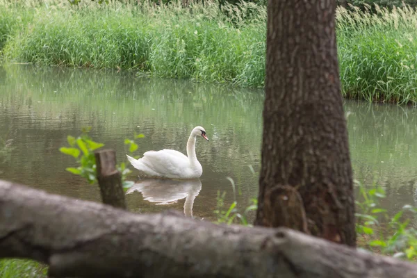 Cisne na natureza . — Fotografia de Stock