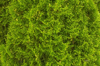 Sulu, yeşil arka plan