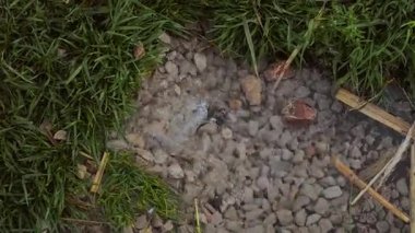 Yerden yükselen temiz kaynak suyu doğada parlak yeşil çimlerle çevrilidir. Yüksek kalite 4k görüntü