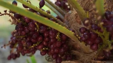 Palmiye gövdesinin detaylı görüntüsü ve Chamaerops 'un keskin dikenleri doğal savunma ve bitkileri koruma sembolü. Yüksek kalite 4k görüntü