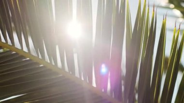 Güneş ışınları yeşil palmiye yaprakları arasında yavaşça parlıyor. Sıcak bir huzur hissi yaratıyor ve yaz havasını rahatlatıyor. Yüksek kalite 4k görüntü