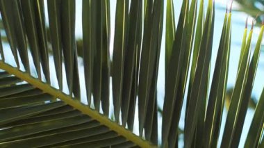 Parlak güneş ışınları palmiye yapraklarından geçer. Işık ve gölge yaratır. Rahatlama, özgürlük ve doğa bağlantısının atmosferini oluşturur. Yüksek kalite 4k görüntü
