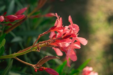 Yaygın zakkum sadece Apocynaceae cinsi güzel subtropikal alanlar peyzaj ve dekorasyonda popüler