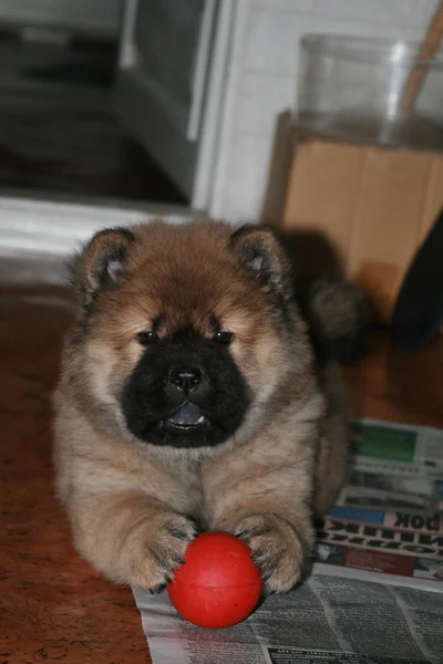 Chow-chow puppy