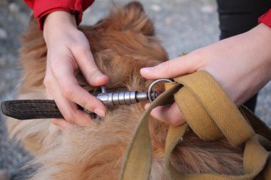 köpek eğitim cynologist ile