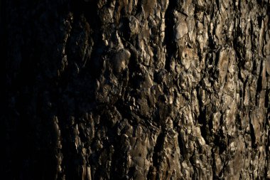 Büyük bir orman yangınından bir yıl sonra yanmış bir ormandaki ölü bir ağacın kabuğu.