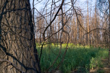 Büyük orman yangınından bir yıl sonra ölü çam ormanı. 