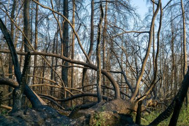 Büyük orman yangınından bir yıl sonra ölü çam ormanı. 