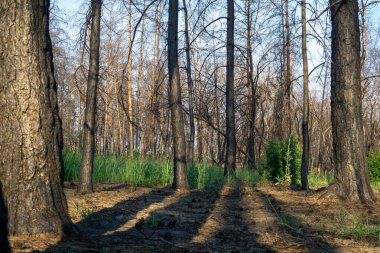 Büyük orman yangınından bir yıl sonra ölü çam ormanı. 