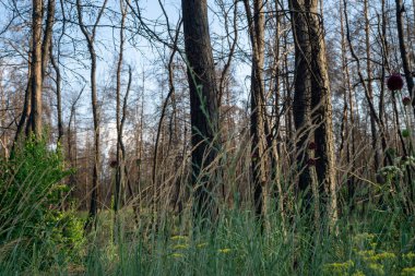 Büyük orman yangınından bir yıl sonra ölü çam ormanı. 