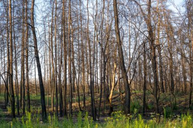 Büyük orman yangınından bir yıl sonra ölü çam ormanı. 