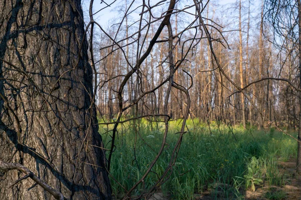 Büyük orman yangınından bir yıl sonra ölü çam ormanı. 