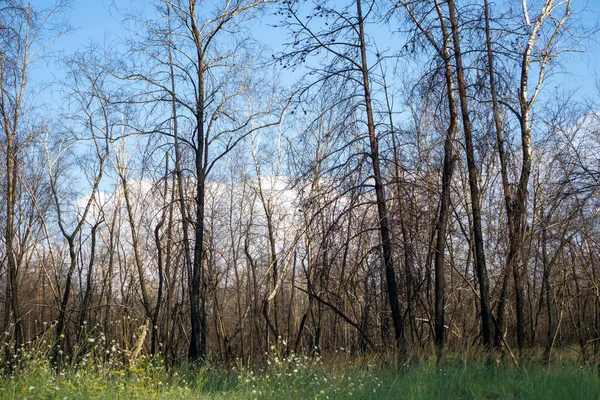 Büyük orman yangınından bir yıl sonra ölü çam ormanı. 