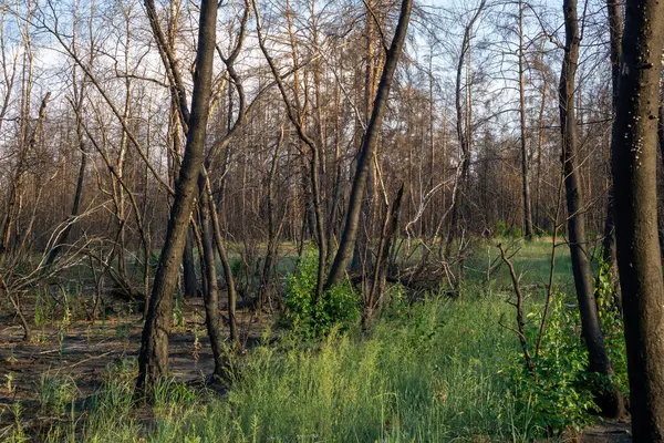 Büyük orman yangınından bir yıl sonra ölü çam ormanı. 