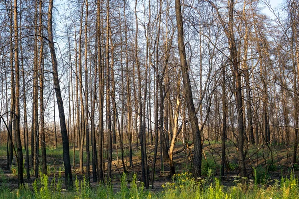 Büyük orman yangınından bir yıl sonra ölü çam ormanı. 
