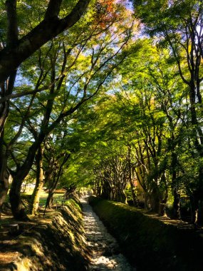 Japonya 'da küçük kanallı yeşil ağaç tüneli. Doğa arka planı için bahar manzarası.
