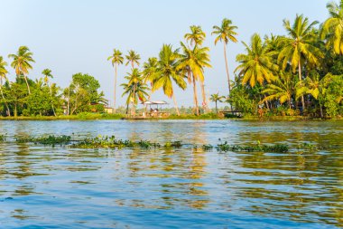 Alleppey tropikal nehir manzarası, Hindistan