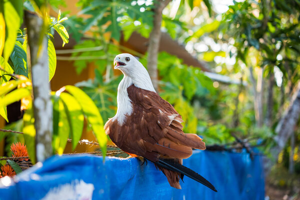 Brahminy kite (Haliastur indus)