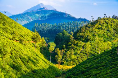 Munnar (Kerala, Hindistan çay tarım arazisi)