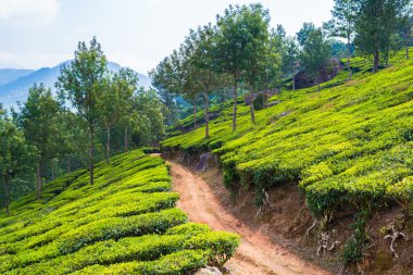 Munnar 'daki çay çiftliği, Kerala, Hindistan