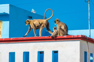 Maymun şehirde - langurlar Udaipur, Hindistan istila.