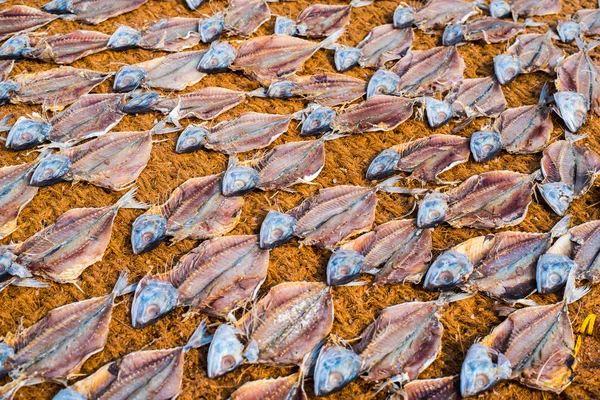 Secagem de peixe salgado em coco em Mangalore, Índia — Fotografia de Stock