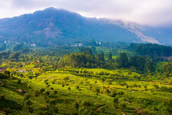 Kerala, Hindistan'da çay ekim alanı