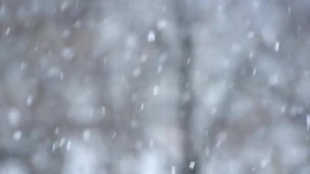 Närbild av snöfall - stämningsfulla, trollbindande — Stockvideo