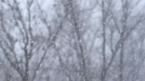 Kraftig snøfall med uklare svarte tregrener i bakgrunnen – stockvideo
