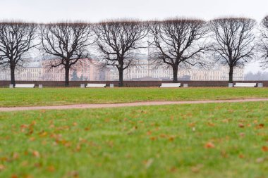 Parkta çıplak ağaçlar, yeşil çimenler, düşen yapraklar, patikalar ve boş banklar. Vasilyevsky Adası, Saint Petersburg, Rusya.